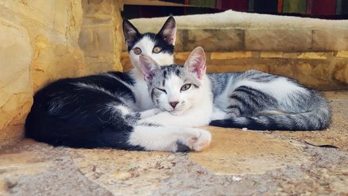 Portrait of cat resting