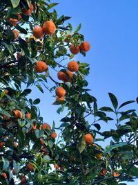 Low angle view of orange tree against sky