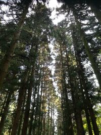 Low angle view of bamboo trees in forest