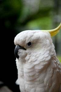 Close-up of parrot