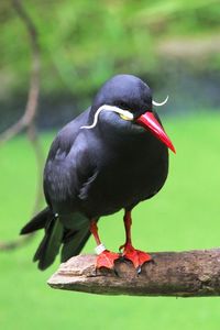 Close-up of bird perching on branch