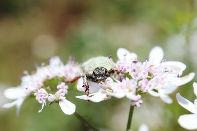 Close-up of bee pollinating on pink flower