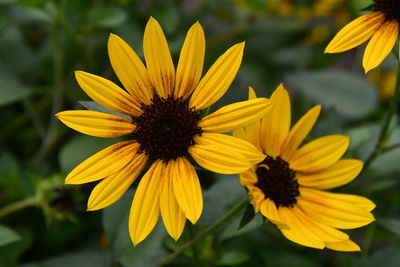 Close-up of yellow daisy flower