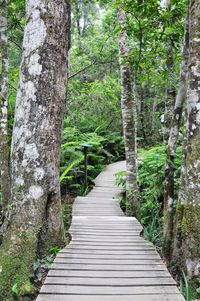 Boardwalk amidst trees in forest