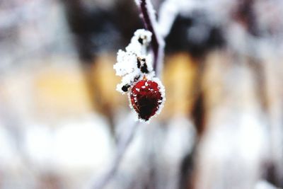 Close-up of red berries on plant