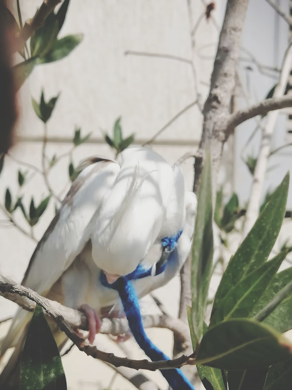 bird, animal, animal themes, animal wildlife, plant, tree, branch, wildlife, nature, flower, perching, leaf, plant part, no people, one animal, white, outdoors, beauty in nature, parrot, blue, day, spring, beak, focus on foreground