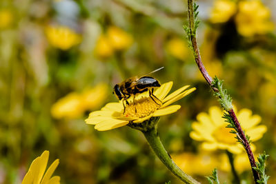 Close-up of bee pollinating on flower