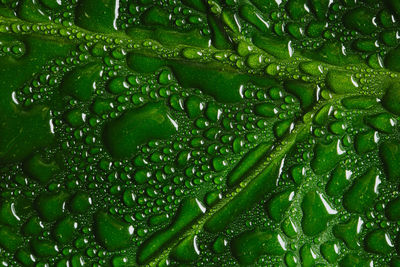 Full frame shot of raindrops on leaf