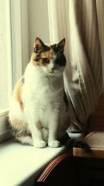 Portrait of cat sitting on window sill at home