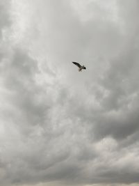 Low angle view of bird flying in sky