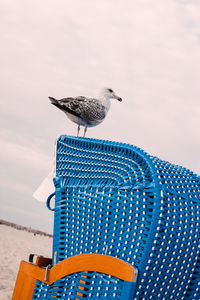 Bird perching on beach against sky