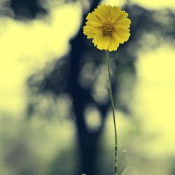 Close-up of yellow flower