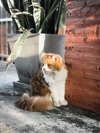 Cat sitting on wall