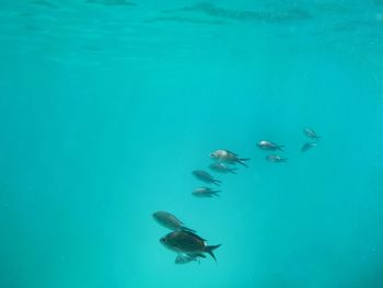Underwater view of fish swimming in sea