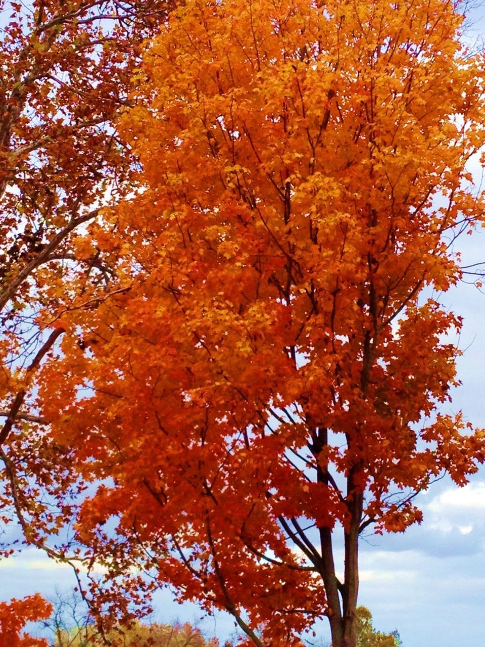 tree, autumn, change, low angle view, branch, season, growth, nature, beauty in nature, tranquility, orange color, leaf, sky, scenics, yellow, day, tranquil scene, outdoors, no people, sunlight
