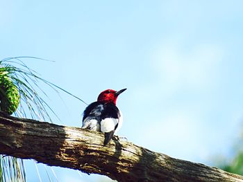 Low angle view of bird perching on tree against clear sky