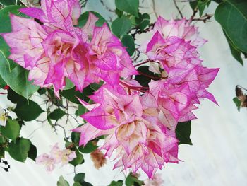 Close-up of pink flowering plant