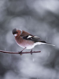 Close-up of bird perching on cable