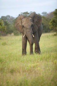 Elephant in a field