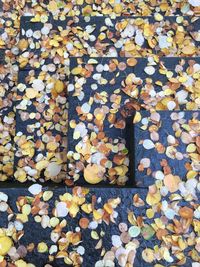 High angle view of autumn leaves floating on water