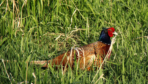 Pheasant on grassy field