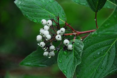 Close-up of berries growing on plant