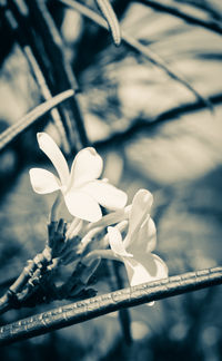 Close-up of white flowering plant