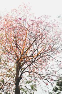 Low angle view of tree against sky