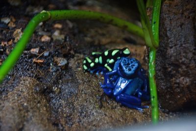 High angle view of animal on rock