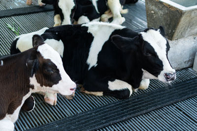 High angle view of cow