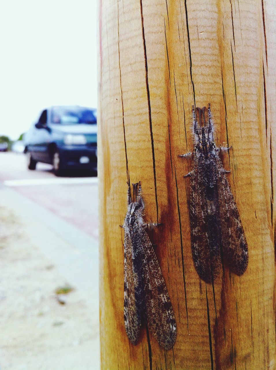 close-up, yellow, focus on foreground, wood - material, day, no people, still life, outdoors, wall - building feature, sunlight, selective focus, textured, table, shadow, wooden, street, nature, single object, wall, part of