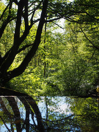 Scenic view of lake amidst trees in forest