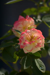 Close-up of pink rose