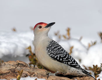 Close-up of a bird