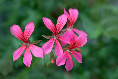 Close-up of pink geranium