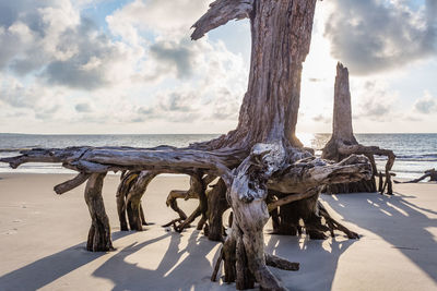 Close-up of tree trunk by sea against sky