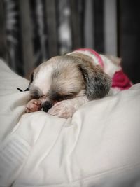Close-up of dog sleeping on bed at home