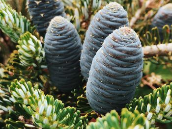 Close-up of cone plant growing in forest