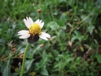 Close-up of white flower on field