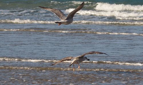 Bird flying over sea against sky