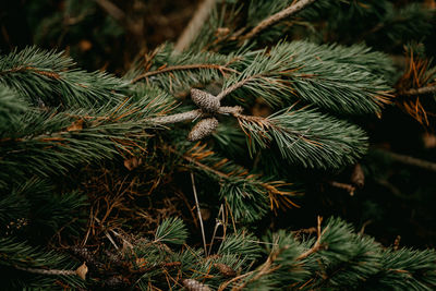 Pine cone amongst green pine needles on branch