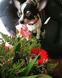 Low angle view of puppy on flowers