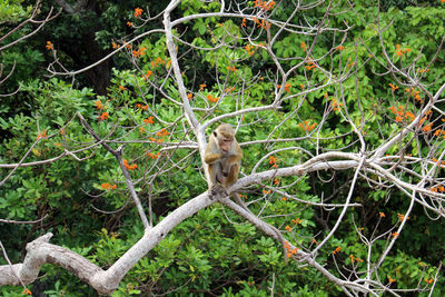 Monkey on tree branch