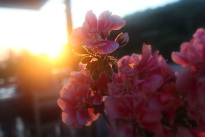 Close-up of pink flowering plant