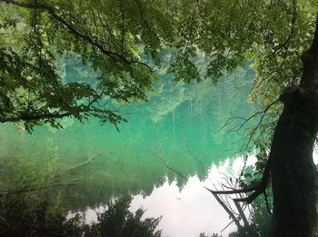 Reflection of trees in water