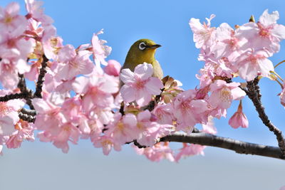 White-eye and cherry blossom