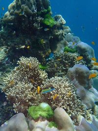 Close-up of coral in sea