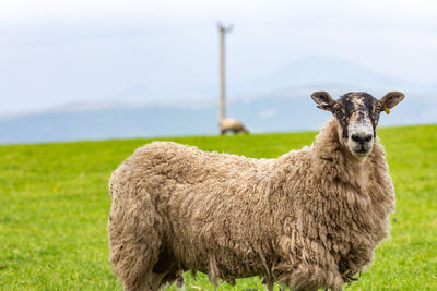 Portrait of sheep on field