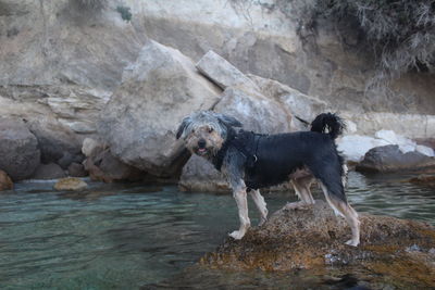 Dog on rock in water