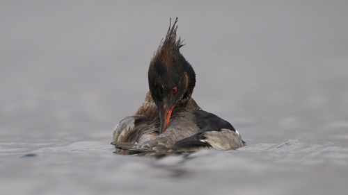 View of a bird in a lake